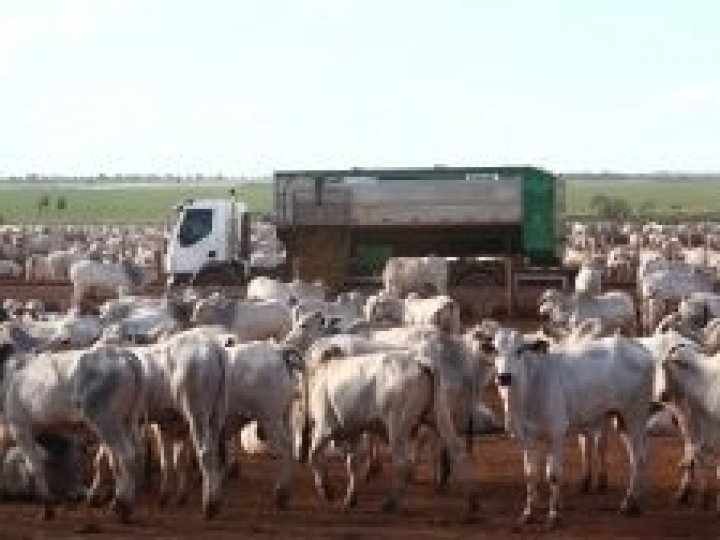 Casale investe no mapeamento da realidade pecuária de Rondônia, Mato Grosso e Pará na segunda etapa da Confina Brasil 2021