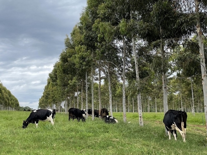 Embrapa e Nestlé iniciam parceria pioneira para converter propriedades em produção de leite “Net Zero”