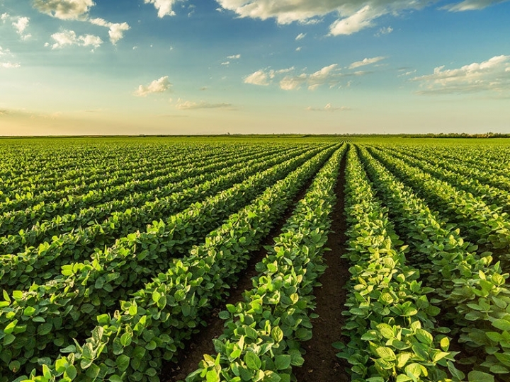 O solo e a soja em Goiás