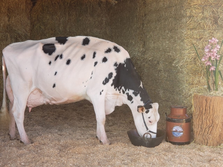 Vaca holandesa de Arapoti (PR) recebe pontuação máxima e inédita no Brasil