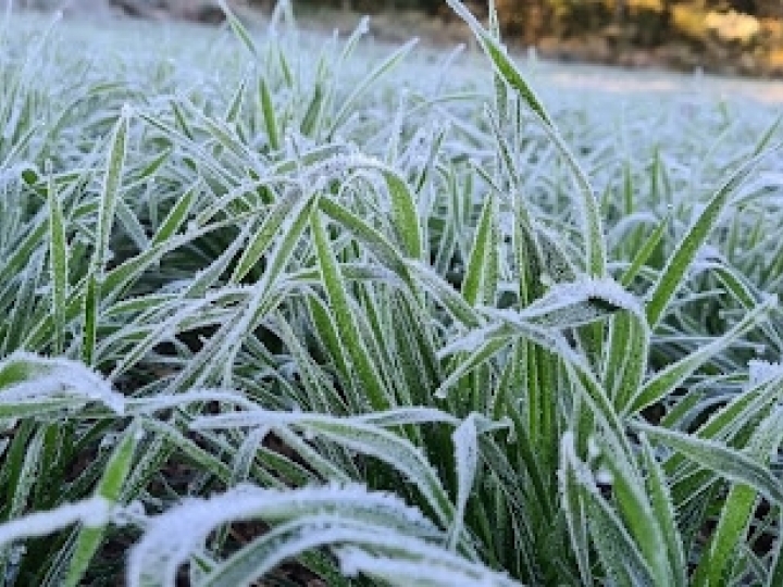 Conab alerta para risco de geada nas lavouras entre quarta e quinta-feira (28 e 29/07)