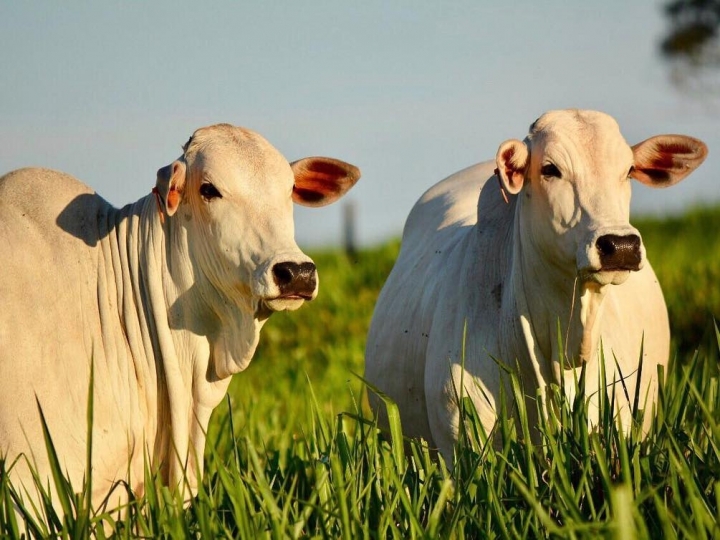 Agropecuarista de Mineiros (GO) antecipa em aproximadamente 40% tempo estimado para inserção de novilhas na rotação de pasto da fazenda