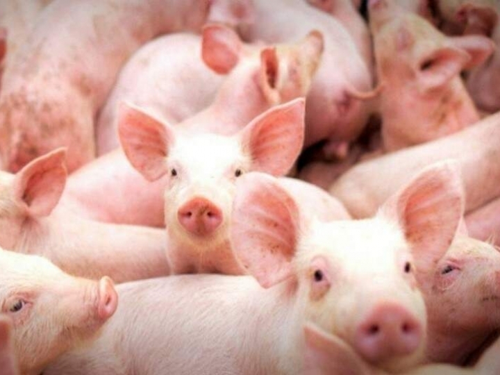 Mapa reforça vigilância após ocorrências de Peste Suína Africana na República Dominicana