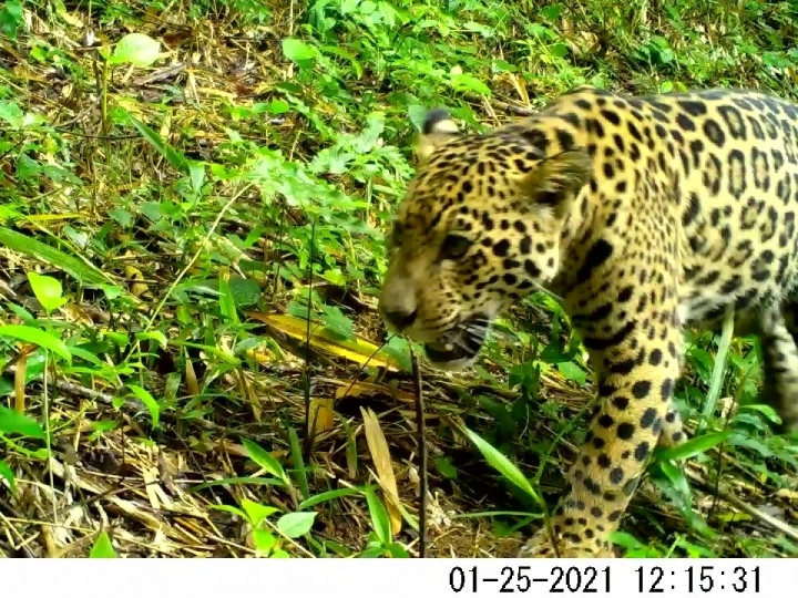 Cena rara de onça-pintada e filhote é registrada na Mata Atlântica