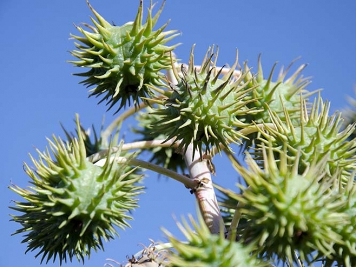 Publicado zoneamento agrícola da cultura da mamona para a safra 2021/2022