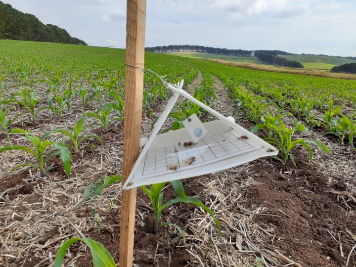 Uso de feromônios no controle de pragas contribui para agricultura sustentável 
