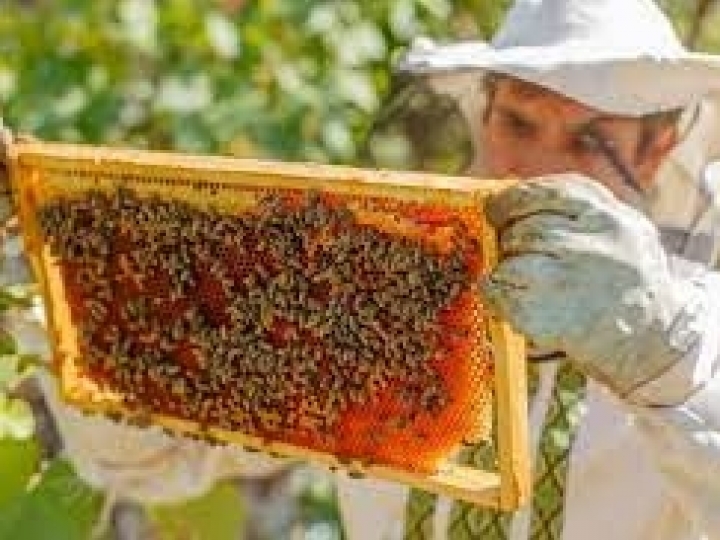 Ministério do Desenvolvimento Regional e Codevasf lançam Rota da Apicultura da Bahia 