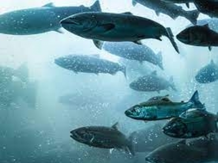 Óleo à base de algas: a alternativa viável ao óleo de peixe