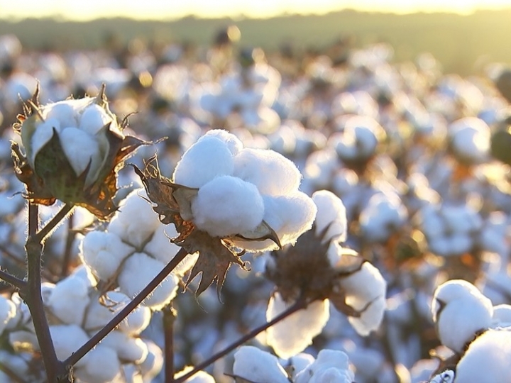 Cotonicultor investe cada vez mais em manejo eficiente para garantir a produtividade 