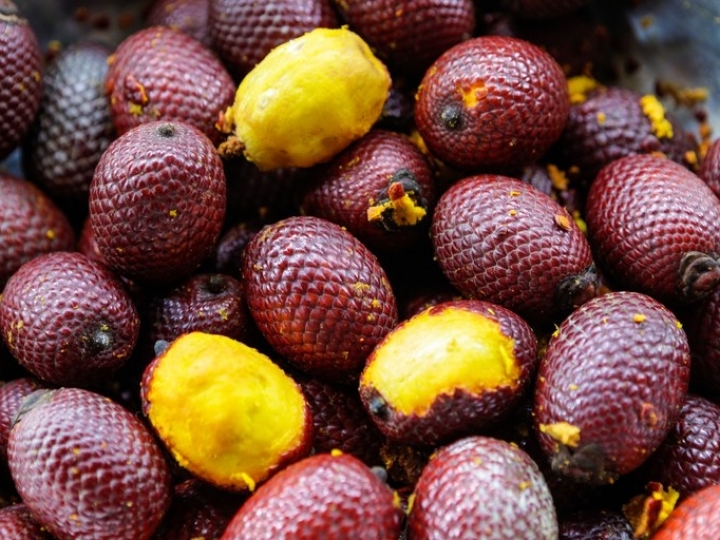 Frutas, castanhas e verduras nativas do Brasil estão em nova lista de espécies da sociobiodiversidade com valor alimentício