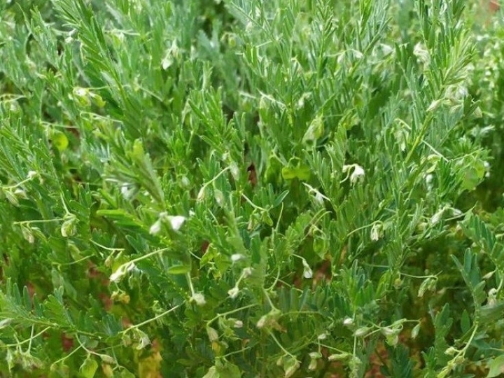 Lentilha é foco de pesquisa de melhoramento genético preventivo contra pragas