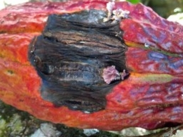 Fungo desencadeia um desequilíbrio hormonal na planta, que leva ao crescimento excessivo dos tecidos infectados e drena a energia que deveria ser usada para o crescimento de frutos e raízes, relatam pesquisadores da USP em artigo publicado na revista New 