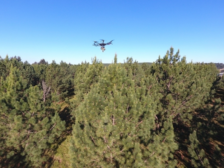 Técnicos testam drones na polinização de pinus