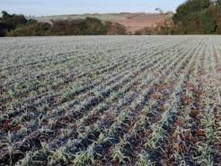 Impacto da seca e da geada na safra de grãos nas principais regiões de produção
