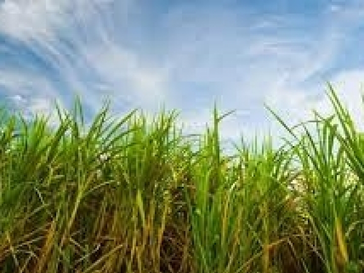 Uso de dados do canavieiro por usina para ganho de CBios tem critérios 