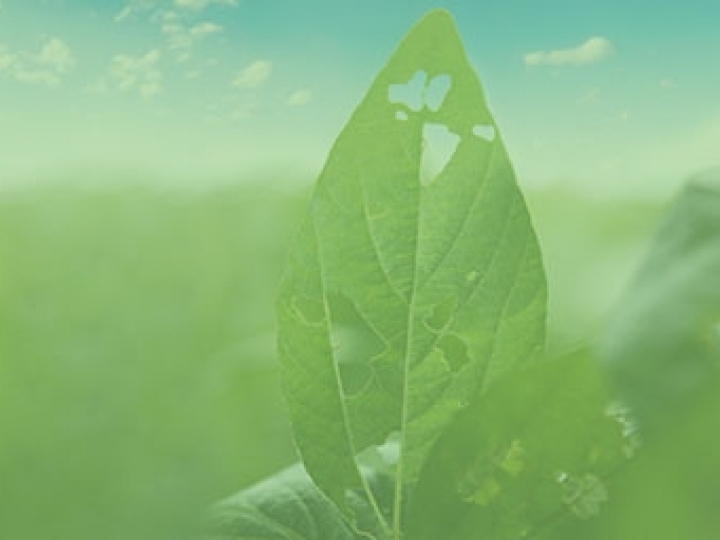 Goemon: Ourofino Agrociência apresenta solução inédita contra lagartas no Brasil