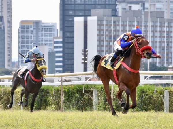 8 fêmeas da raça Árabe disputaram o páreo.   Fotos: Porfirio Menezes/JCSP 