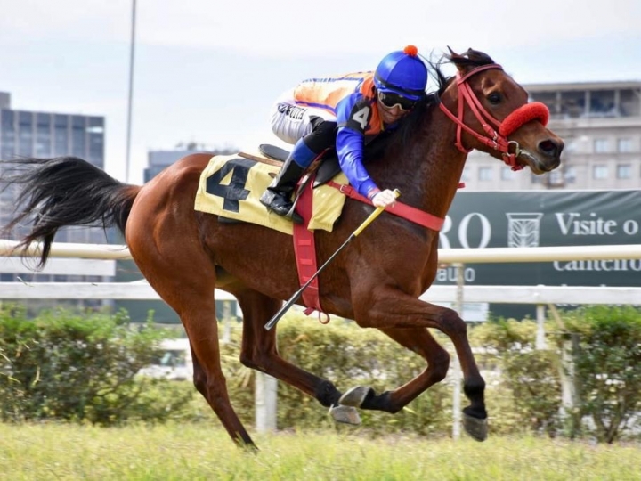 Fêmeas da raça Árabe movimentam pista de grama do Jockey Club de São Paulo