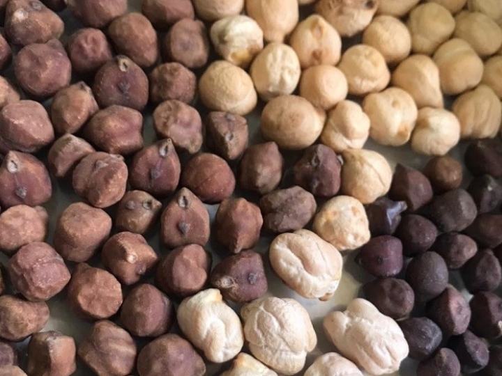 Brasil recebe coleção completa de grão-de-bico da Índia