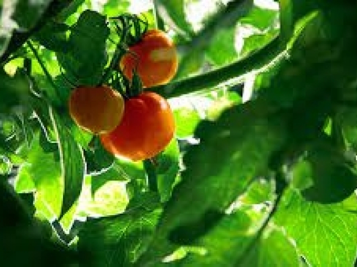 Sivanto Prime® da Bayer tem extensão de bula para mais  42 culturas de frutas e vegetais 