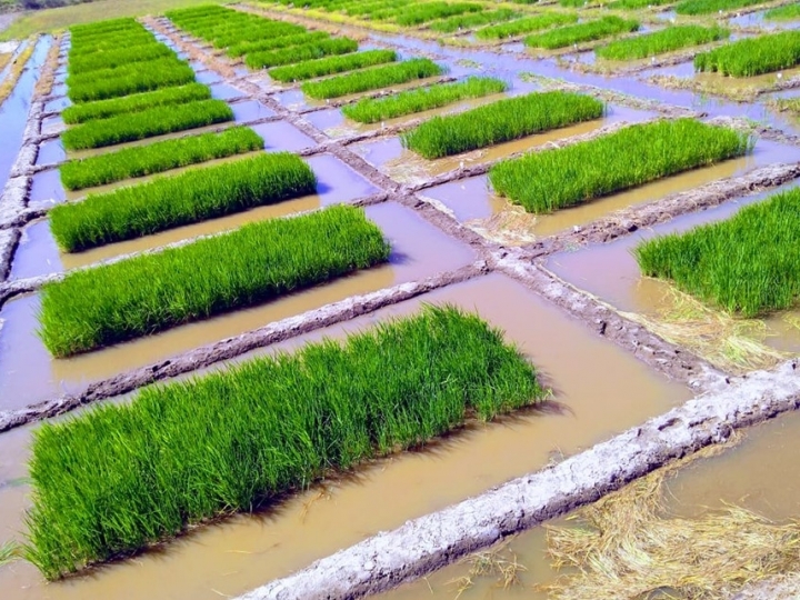 Consórcio de bactérias tem potencial de aumentar em até 30% a produtividade do arroz
