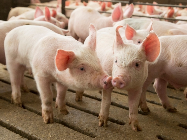 Suínos: soluções naturais podem reduzir custos e melhorar a qualidade da ração