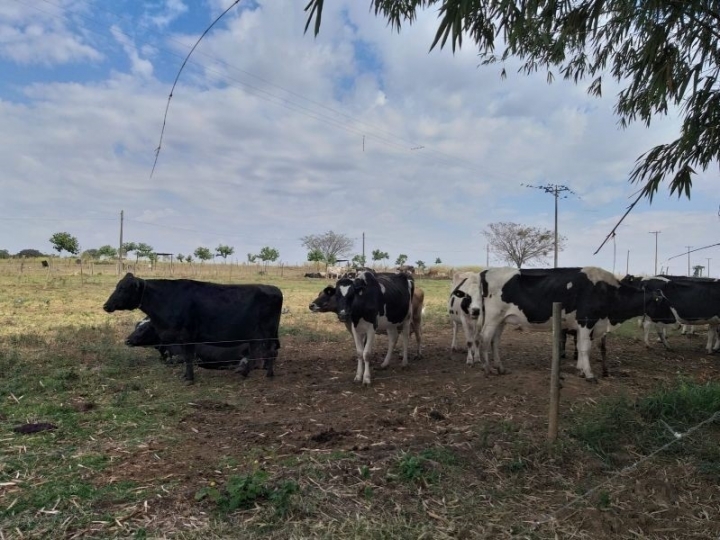 IZ entrega ao setor produtivo tecnologia inédita para detecção de fraudes em produtos lácteos