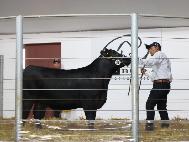 Casa Branca coloca à venda 180 reprodutores e fêmeas Angus e Brahman selecionados, em 4 de setembro