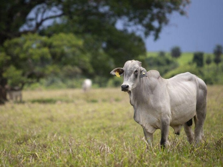 Arroba do boi mudou de patamar no último ano