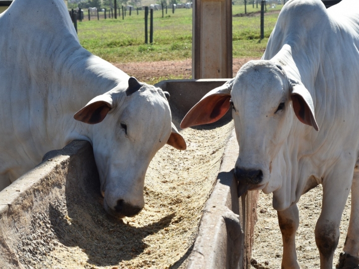Bovinos: seca e geada impactam qualidade dos grãos para ração 