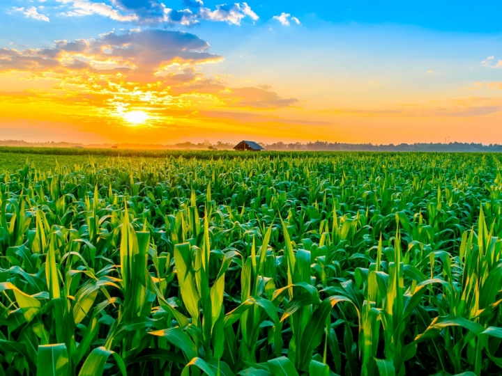 Ondas de frio reduzem estimativa de produção de milho segunda safra para 60,9 milhões de toneladas