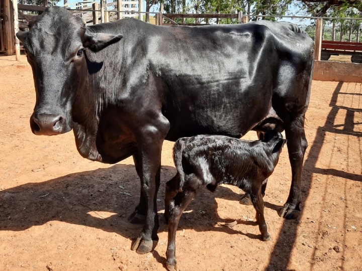 Planejamento genético potencializa a produtividade e oferece novas oportunidades aos produtores