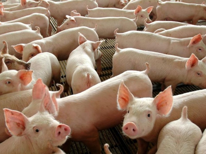 Mapa já tem método validado para diagnóstico de Peste Suína Africana no país