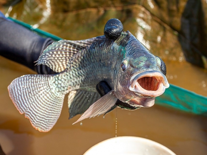Plataforma on-line apresenta informações estratégicas para a aquicultura