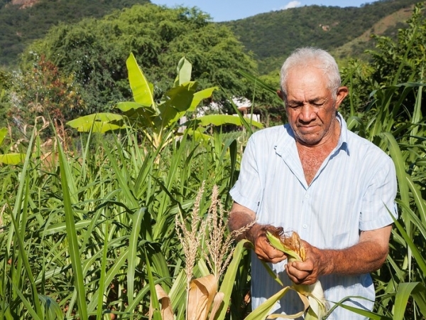 Agricultores aguardam agora sanção do auxílio pelo presidente da República. Foto: ASA Brasil