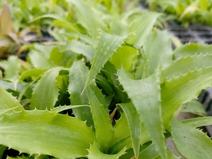 Nova metodologia com crioterapia elimina vírus em plantas de abacaxizeiro