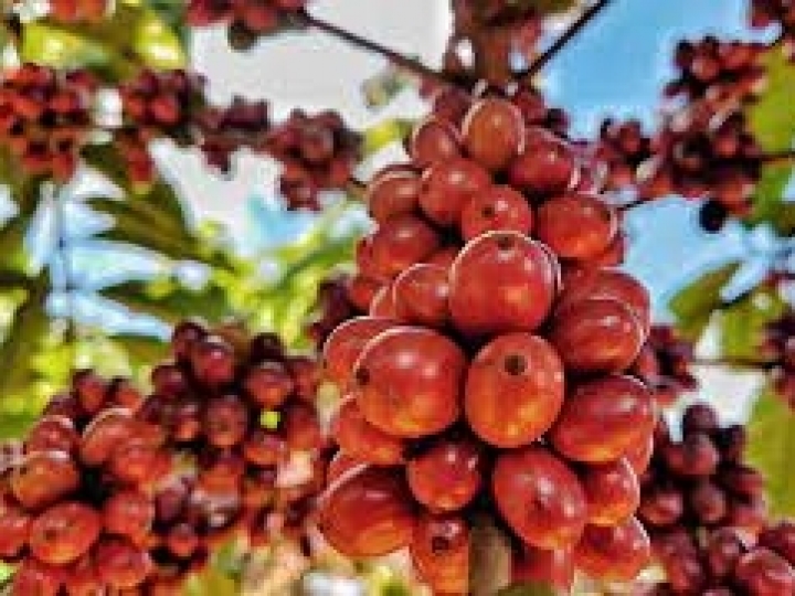 Unidades de validação promovem o avanço da pesquisa e da transferência de tecnologia com café canéfora no Cerrado