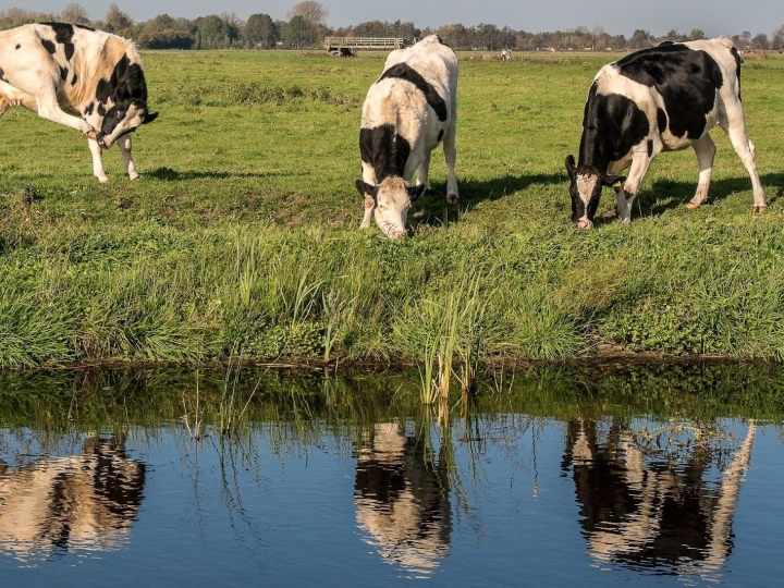 Como evitar infestação do carrapato-do-boi com a chegada da primavera