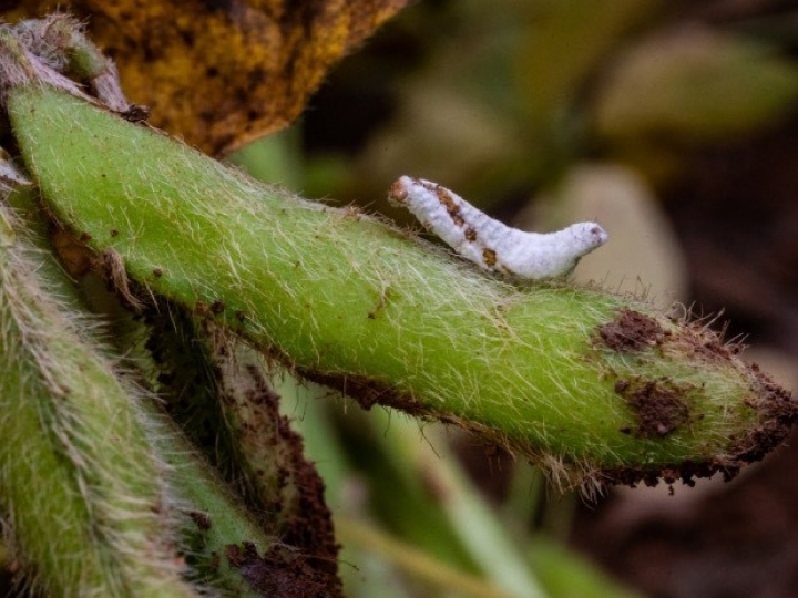 Scheffer e Embrapa firmam parceria para desenvolvimento de novos produtos biológicos