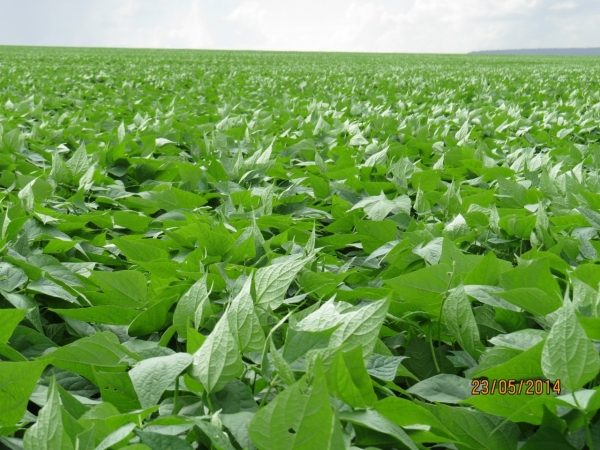 Foto: Alltech Crop Science