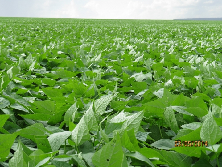 Cuidados na germinação incrementam a produtividade do feijão 