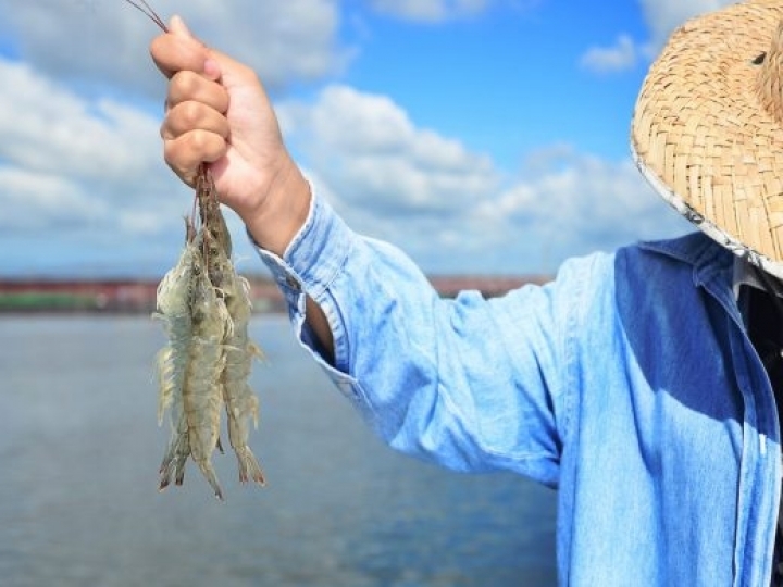 O camarão cultivado é um bom exemplo do quanto o Agro inovou e evoluiu nas últimas décadas