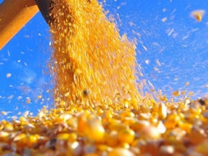 Criadores precisam apresentar DAP para realizar compras no Milho Balcão