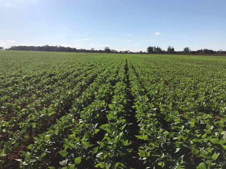 Cuidados com cultivo da safrinha do feijão evitam aumento de custo