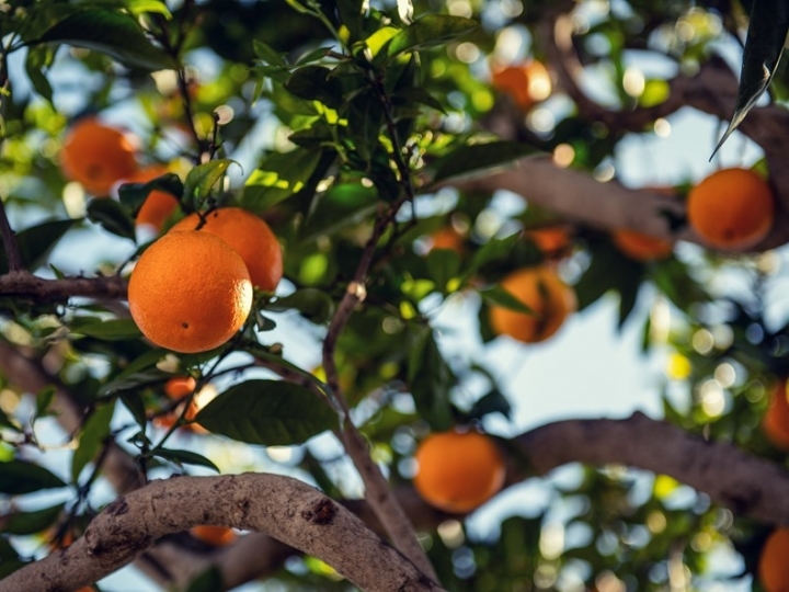Defesa Agropecuária e Fundecitrus debatem a aplicação do Plano Nacional de Prevenção e Controle do HLB/Greening em São Paulo