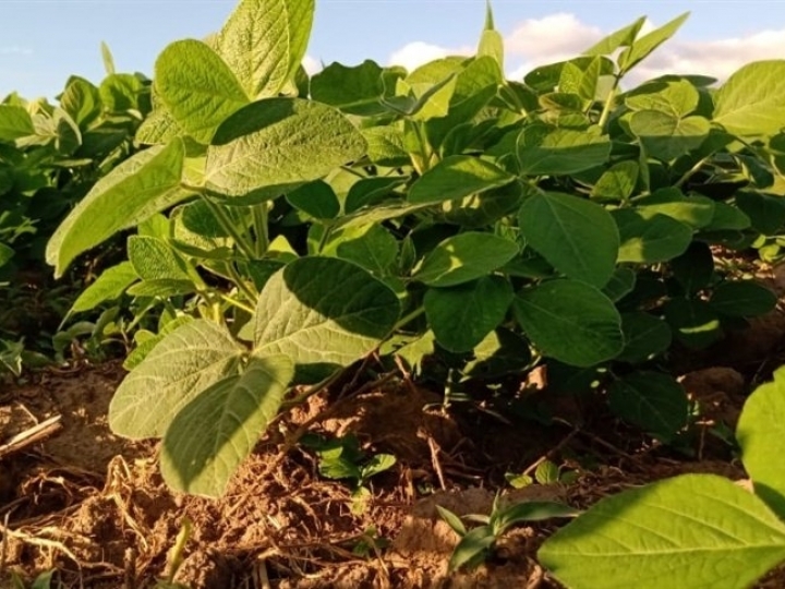 Corteva Agriscience lança soja Conkesta E3® no Brasil