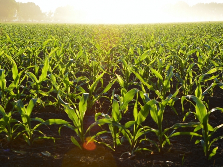 Publicação científica comprova que uso de inoculantes em grãos contribui para redução de Gases de Efeito Estufa