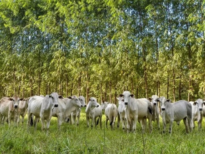 Internet das Coisas monitora produtividade e bem-estar animal em sistemas de ILPF