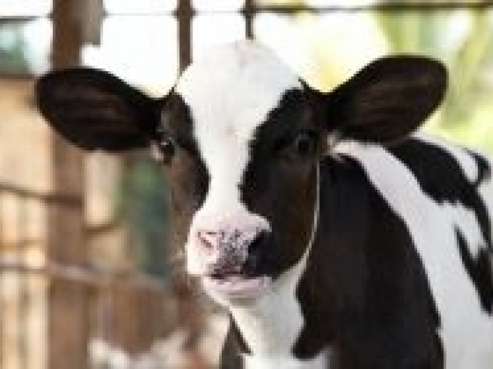 Como identificar as principais doenças que afetam as bezerras?