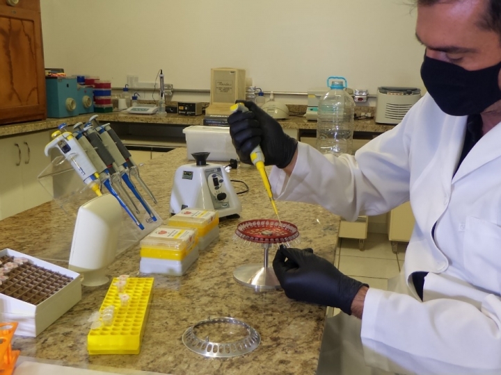 IZ desenvolve nova metodologia para análise da babesiose bovina 